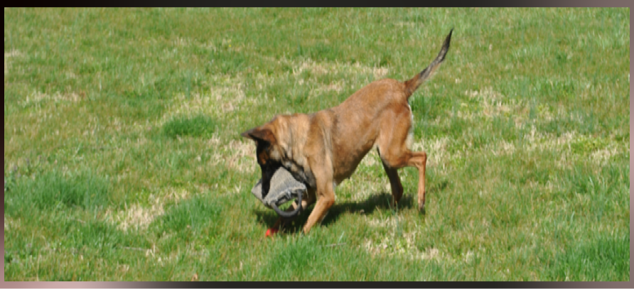 Dog playing with bite sleeve