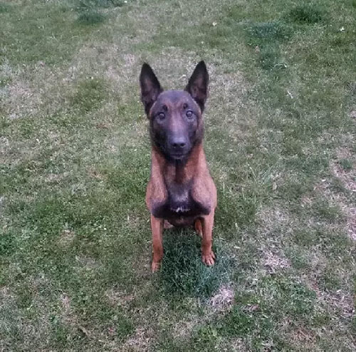 Ares Von-Zito